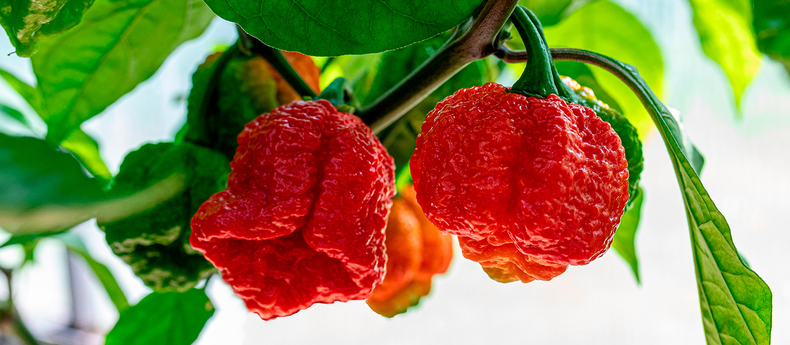 Семена – Angry Peppers