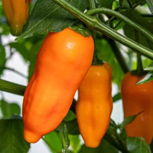 Aji Amarillo