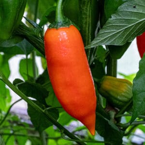 Aji Amarillo