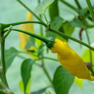 Aji Peru Yellow