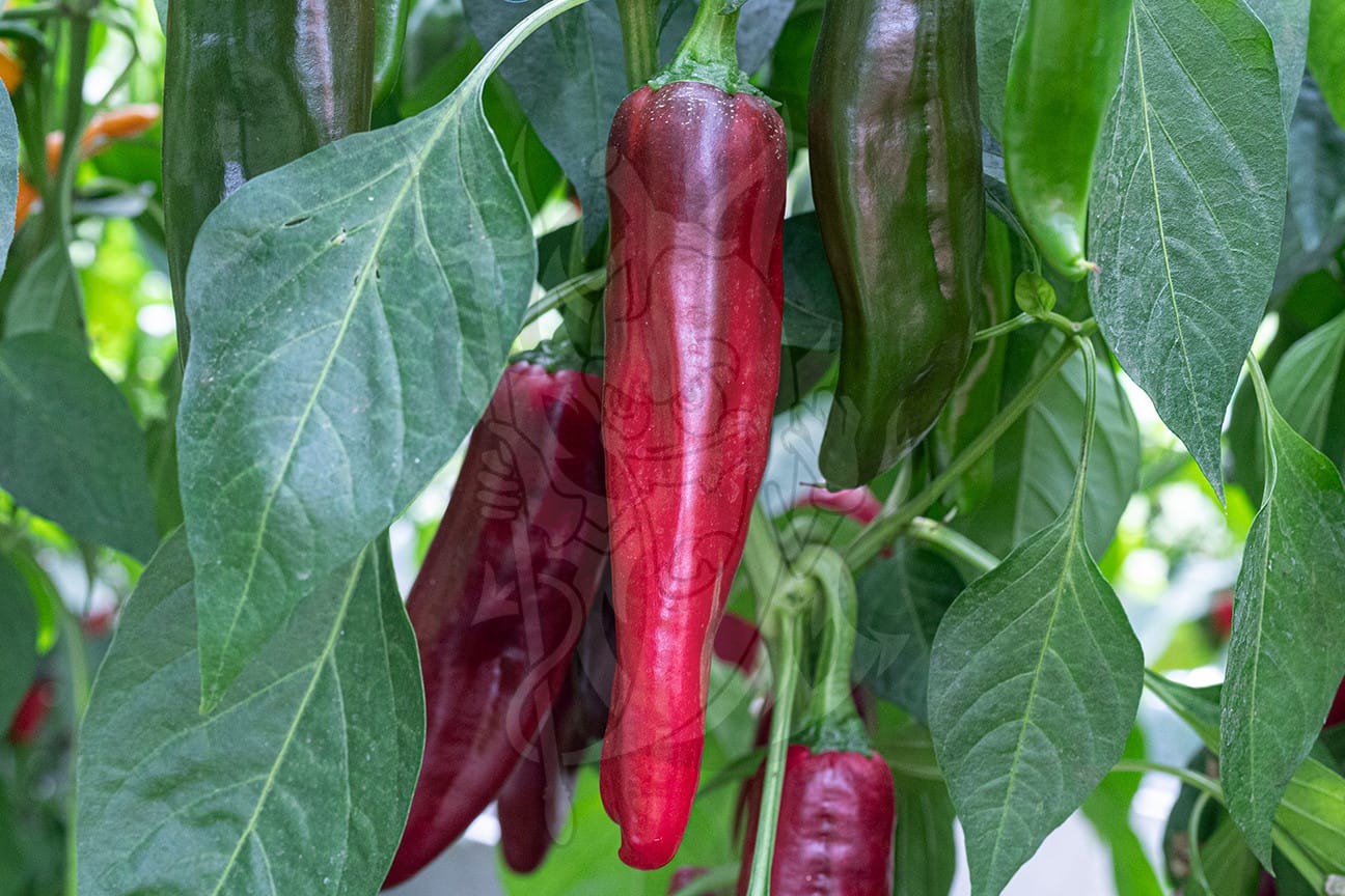 Острый перец Anaheim