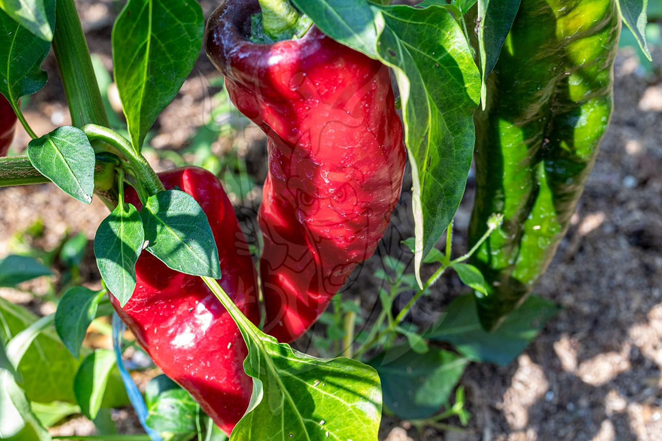 Острый перец Ancho Poblano