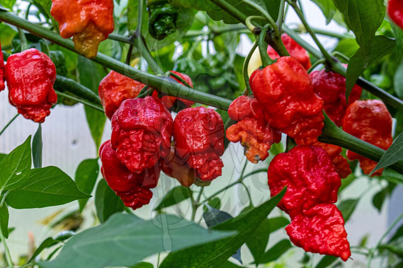 Сверхострый перец Apocalypse Scorpion