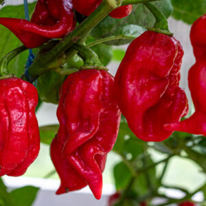 Bhut Jolokia