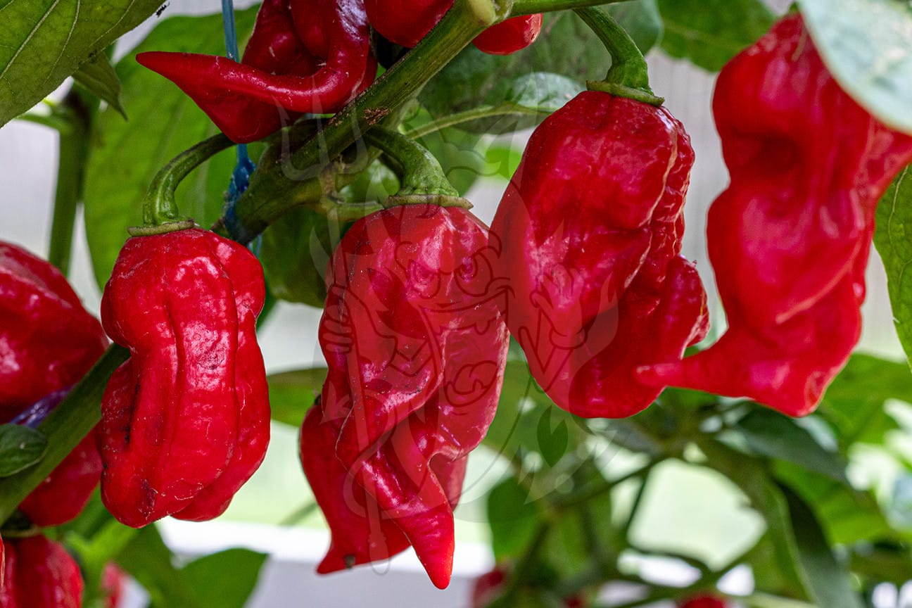 Плоды сверхострого перца Bhut Jolokia