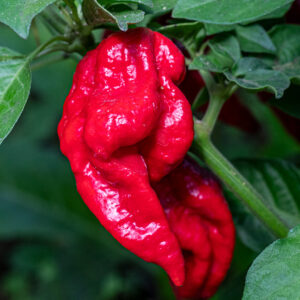 Bhut Jolokia