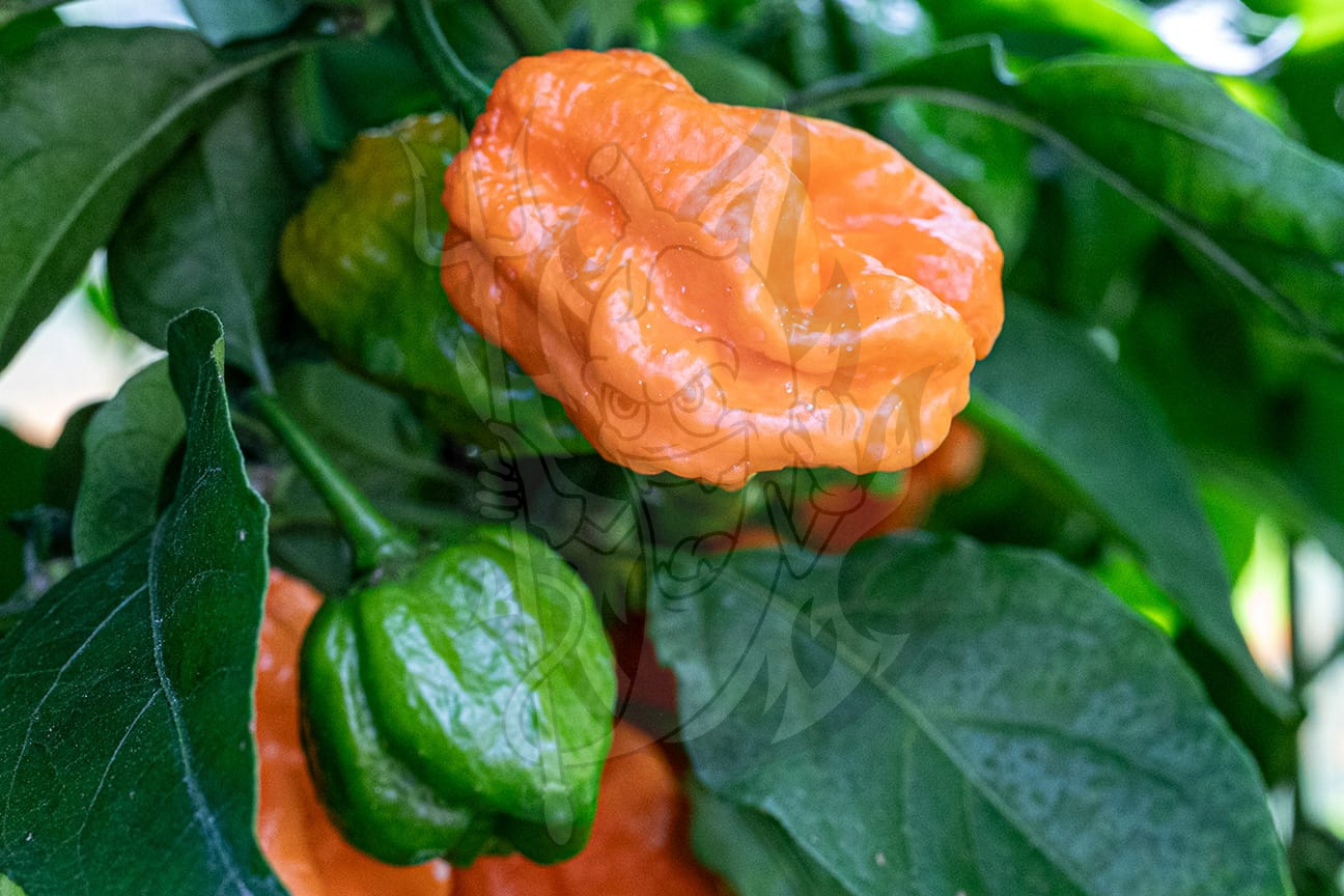 Острый перец Bhut Orange Copenhagen