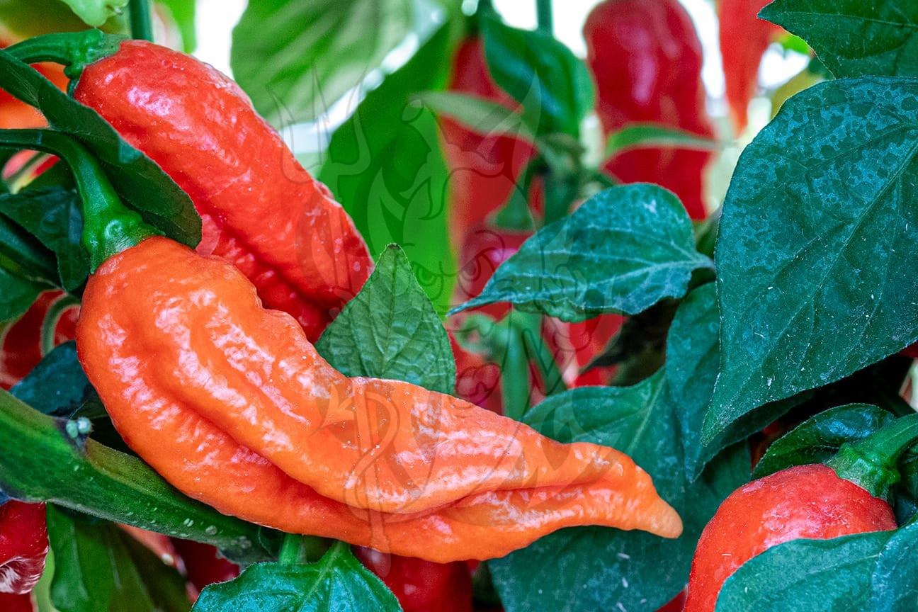 Острый перец Bih Jolokia