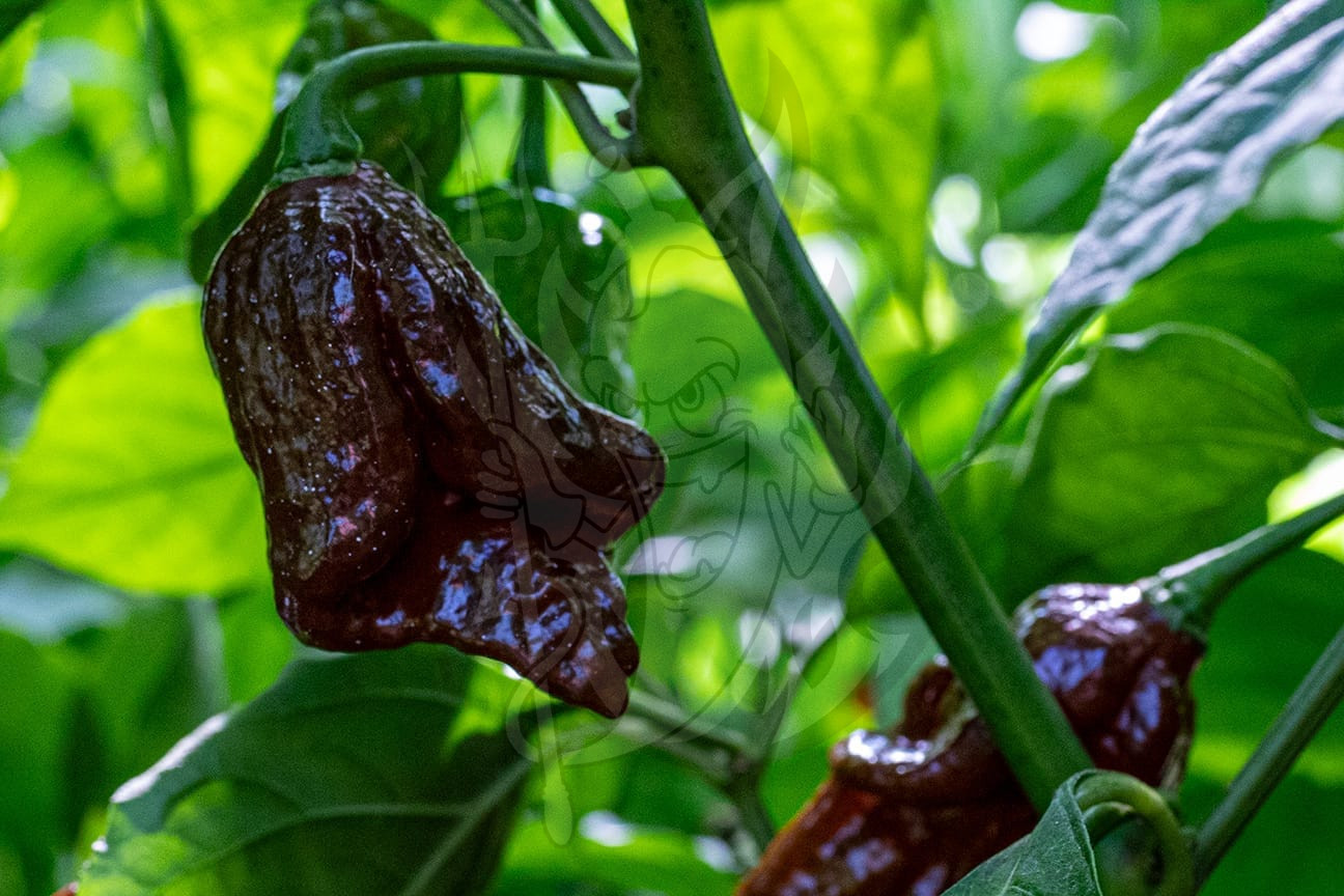 Острый перец Black Naga