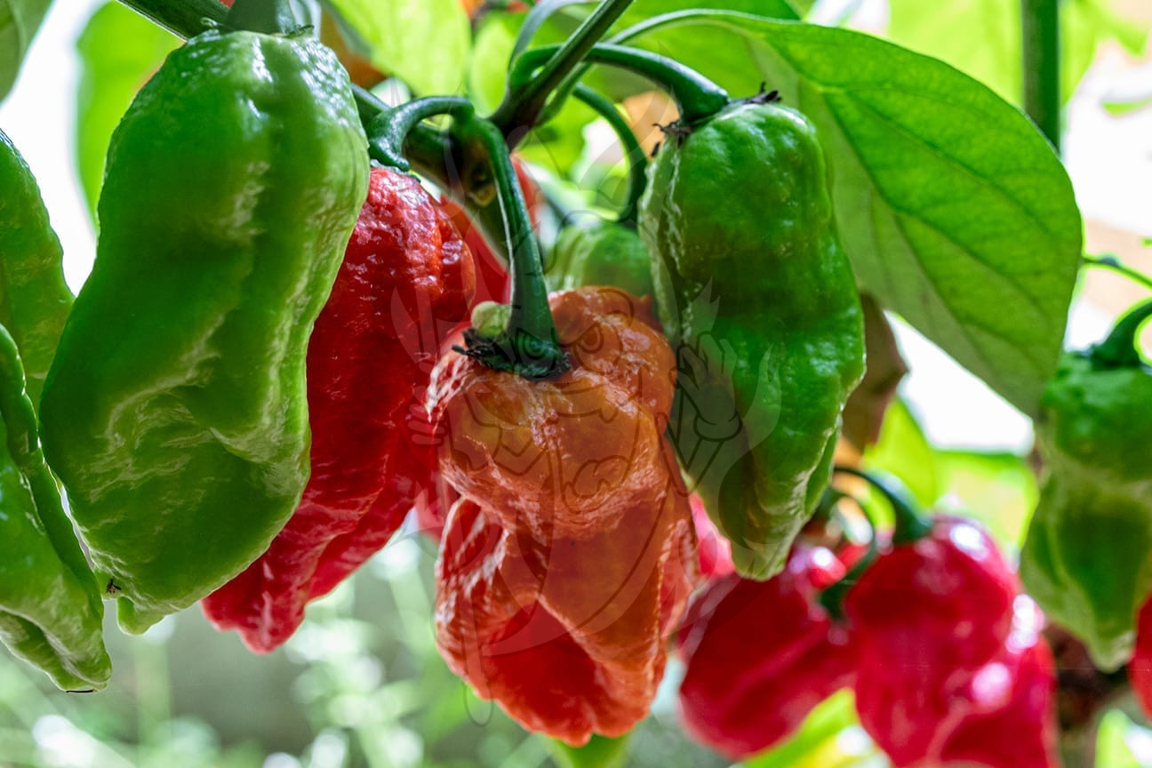 Острый перец Bombay Morich