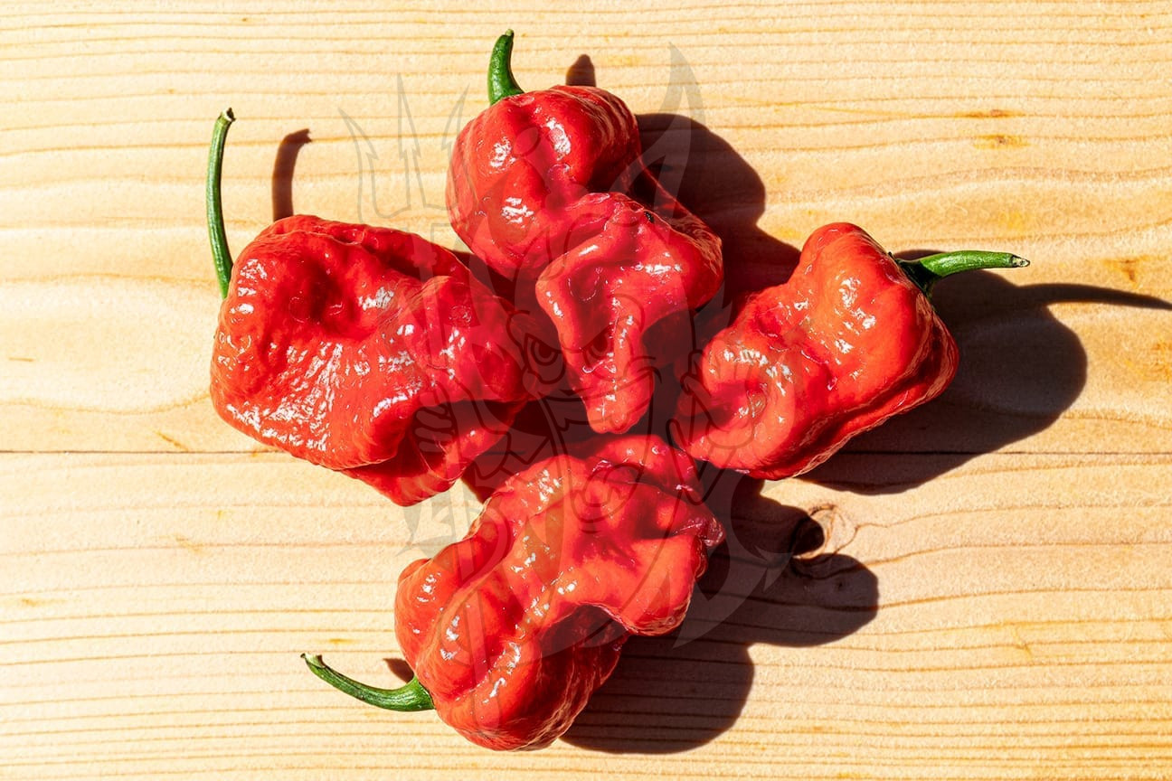 Bombay Morich — изображение 3