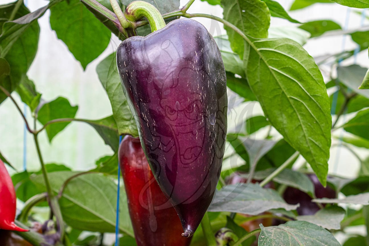 Сладкий перец Бухарест