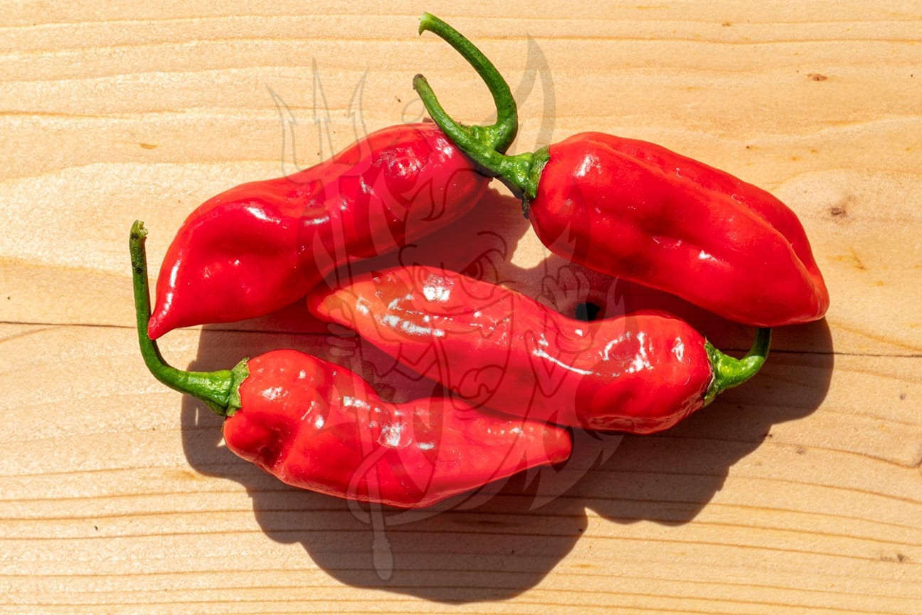 Cabaça Vermelha — изображение 2