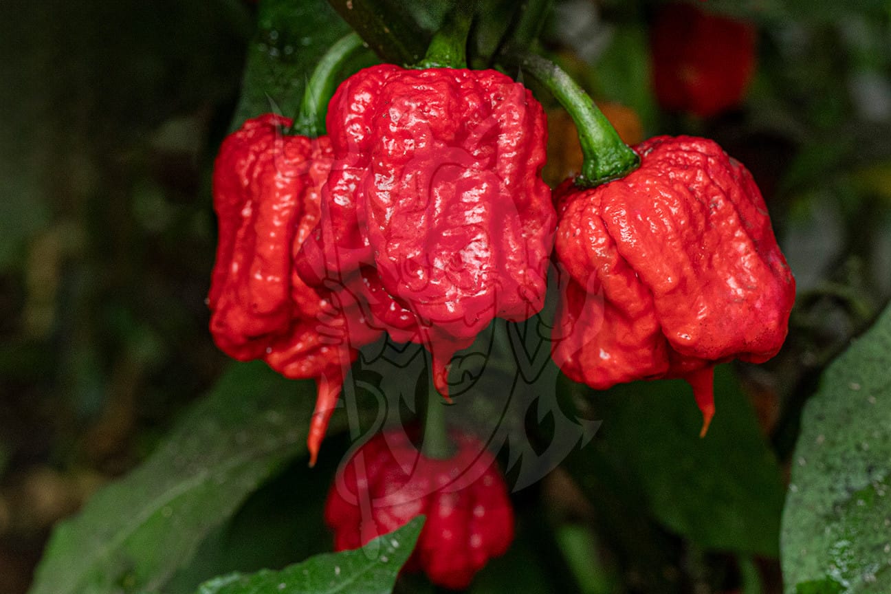 Сверхострый перец Carolina Reaper