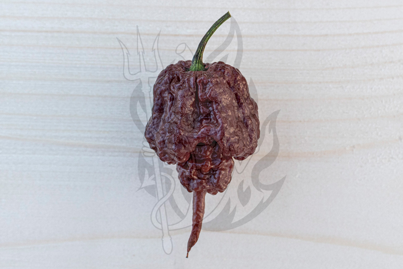 Сверхострый перец Carolina Reaper Chocolate