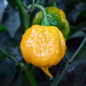 Carolina Reaper Yellow