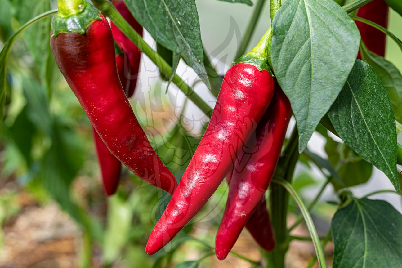 Острый перец Cayenne