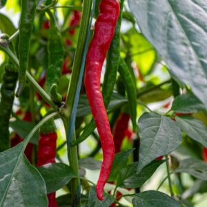 Cayenne