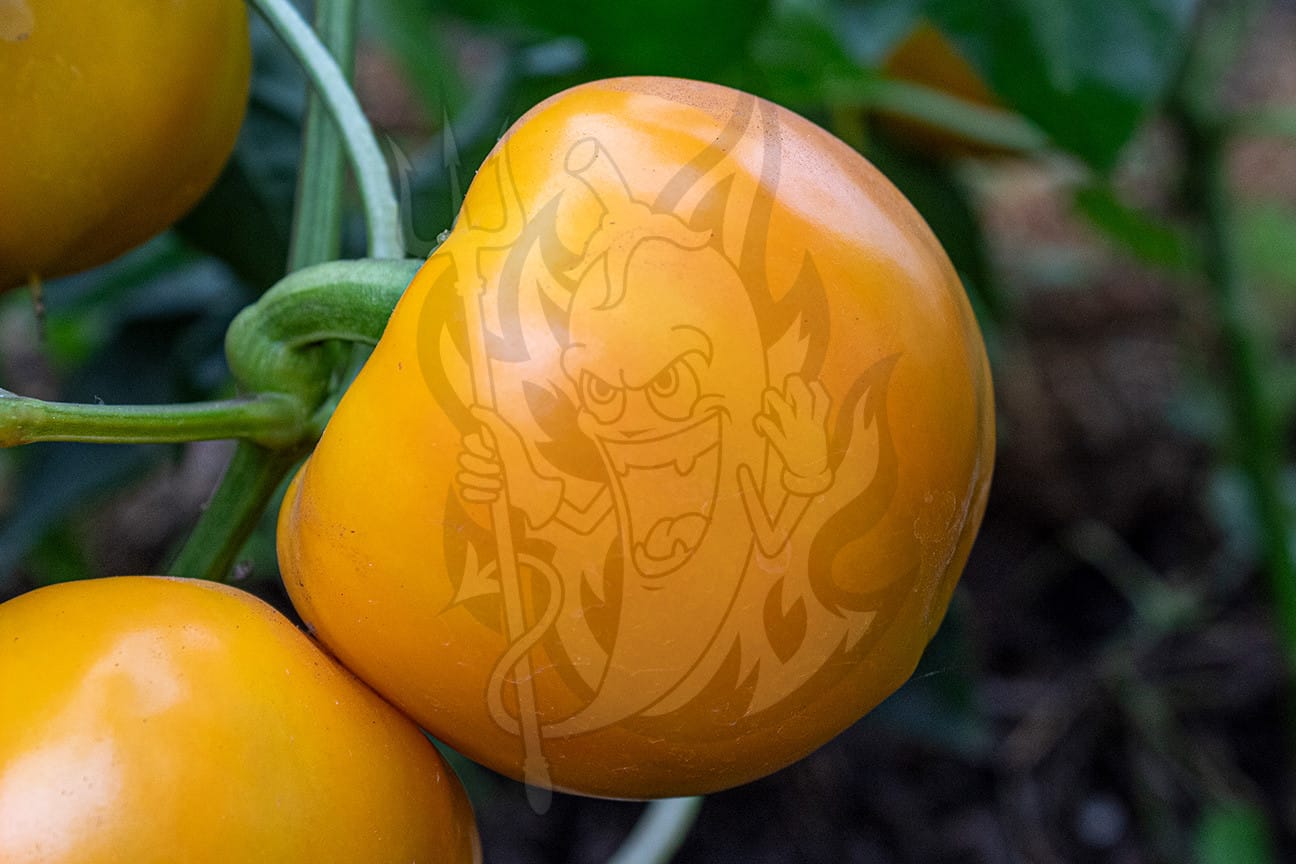 Сладкий перец Gogoscharii Yellow (Гогошары жёлтый)