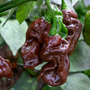 Goronong Chocolate