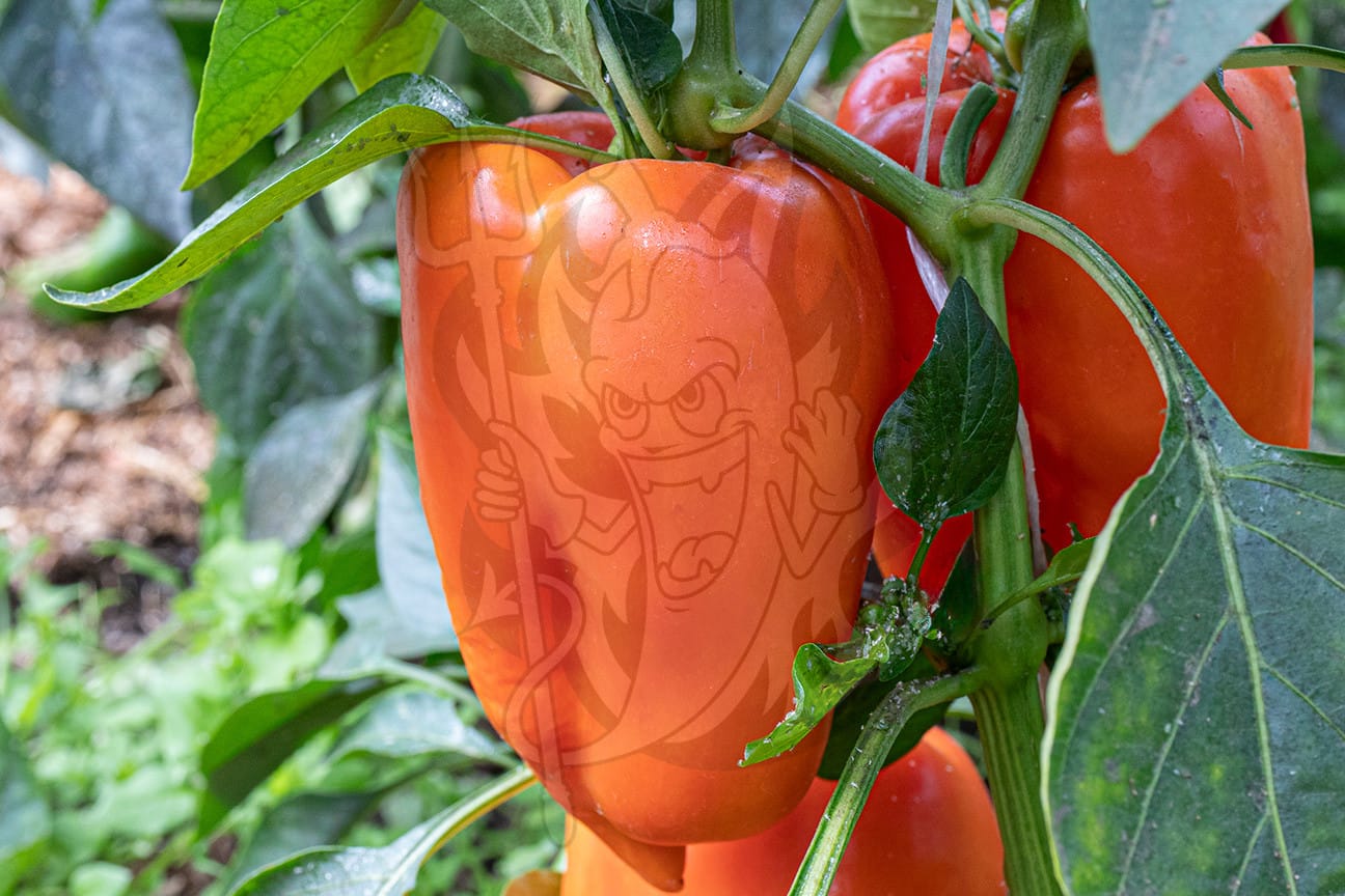 Сладкий перец Gourmet