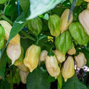 Habanero Snow White