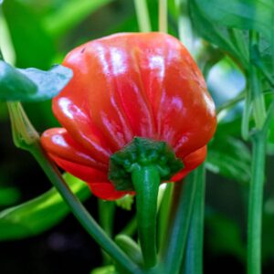 Habanero St. Martin