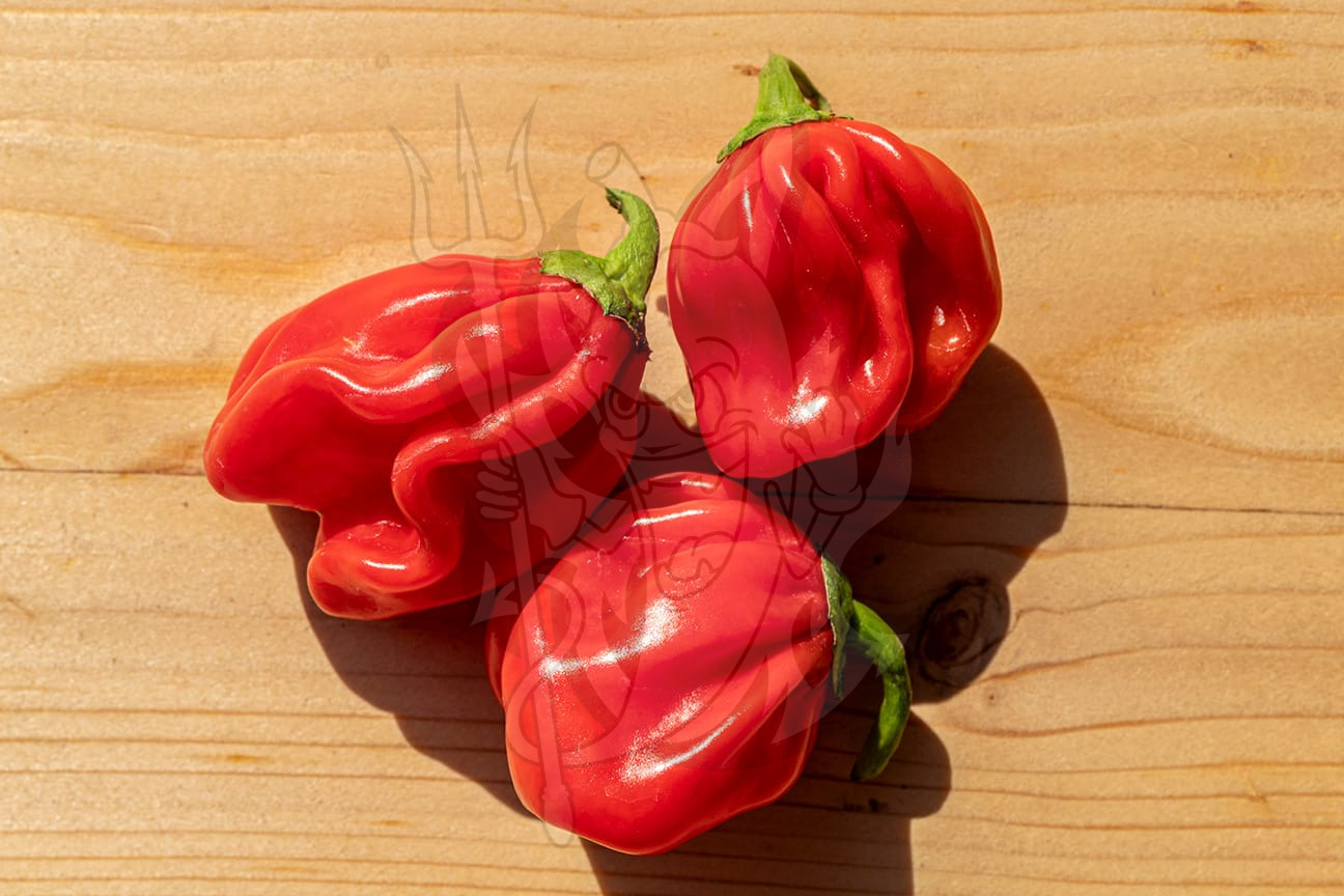 Habanero St Martin