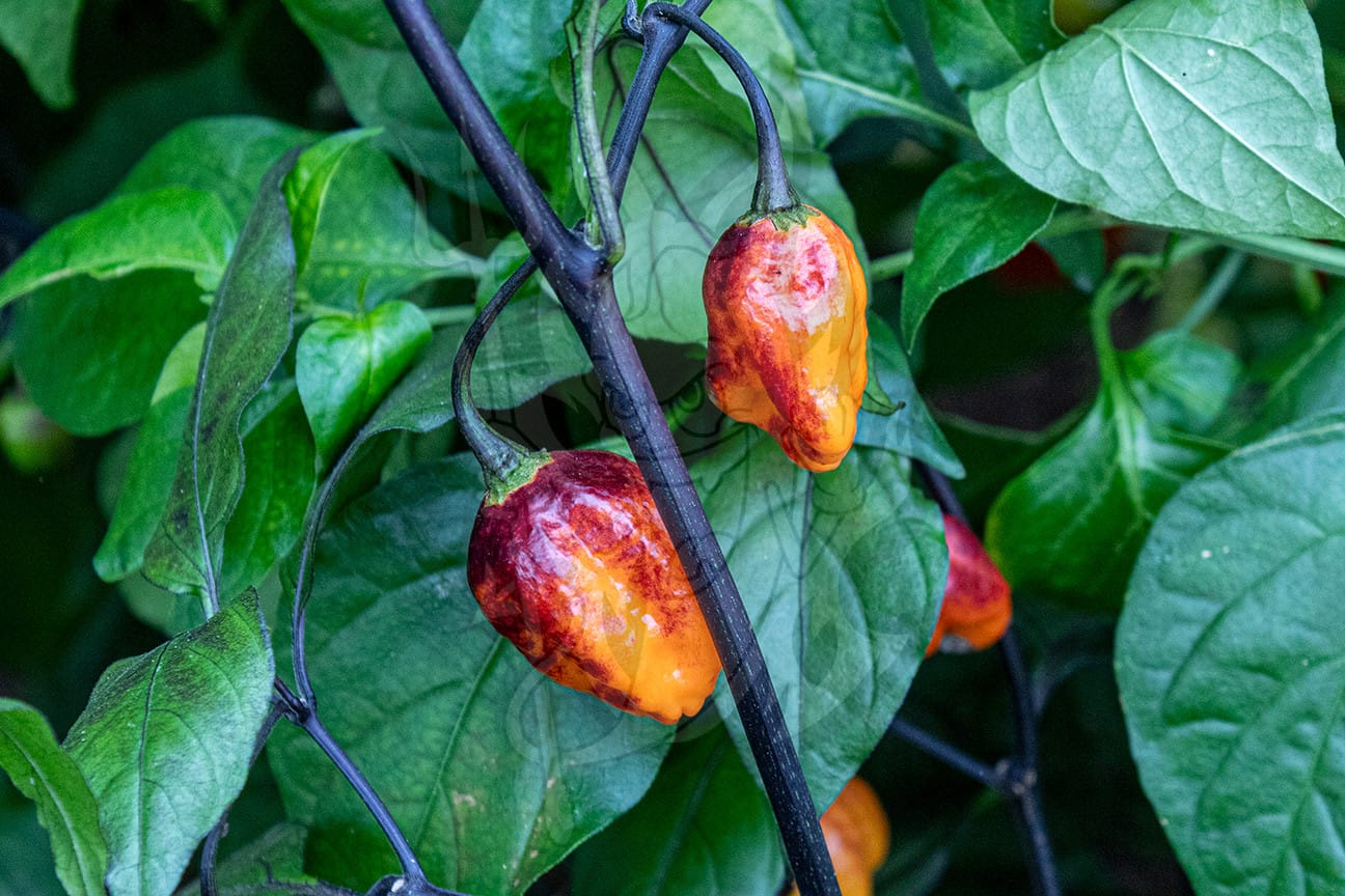 Сверхострый перец Hallows Eve