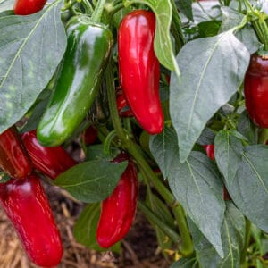 Jalapeño Chichimeca