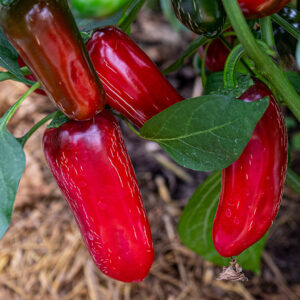 Jalapeño Chichimeca