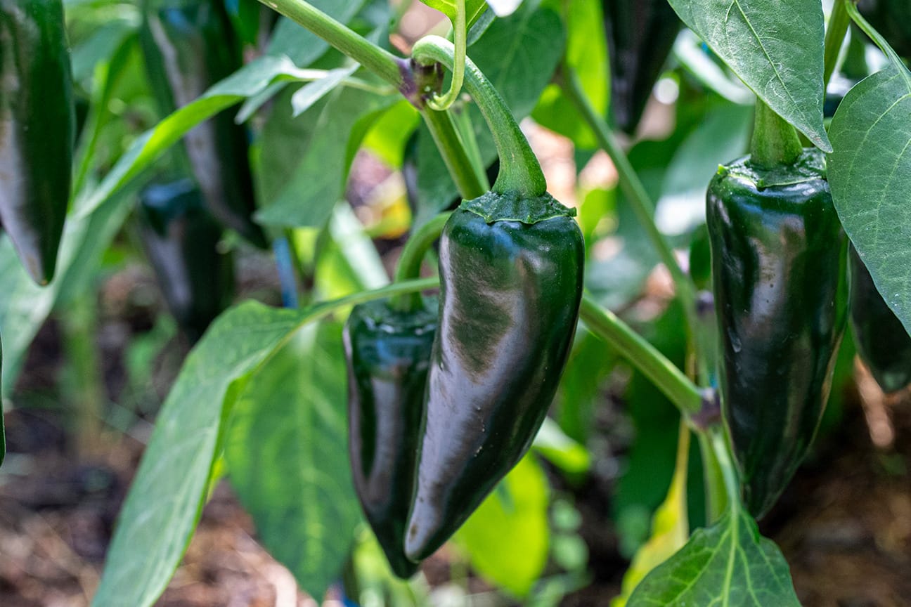 Острый перец Jalapeño Giant