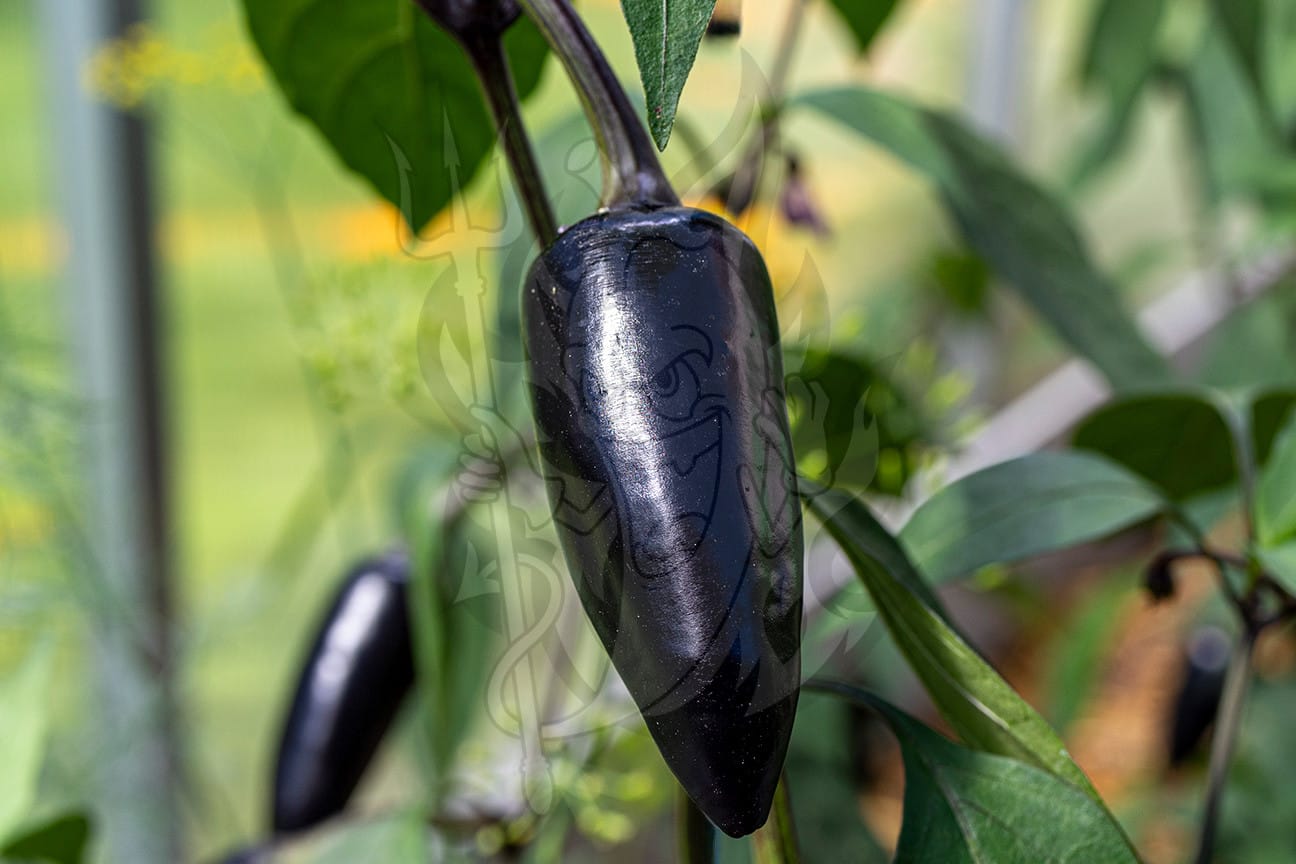 Острый перец Jalapeño Purple