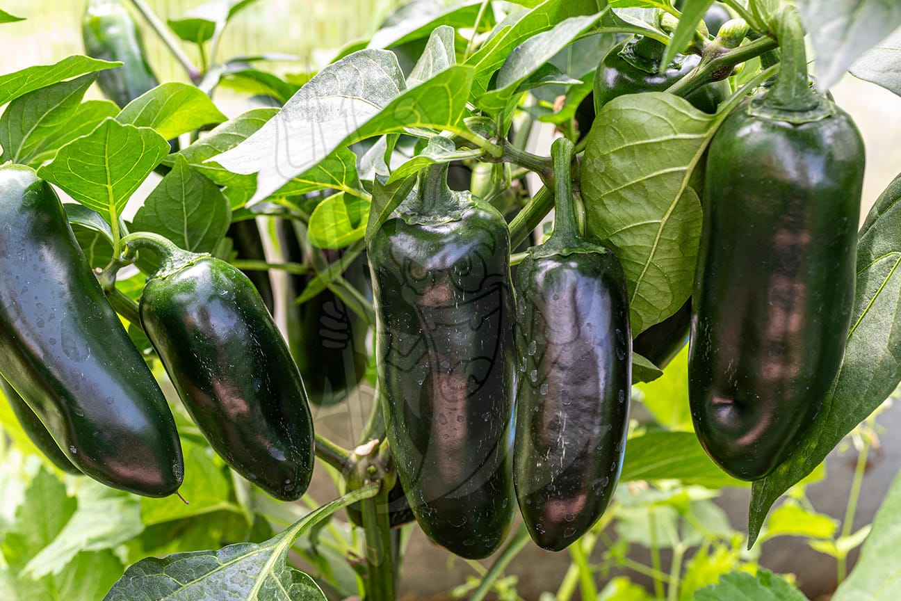 Острый перец Jalapeño Zapotec