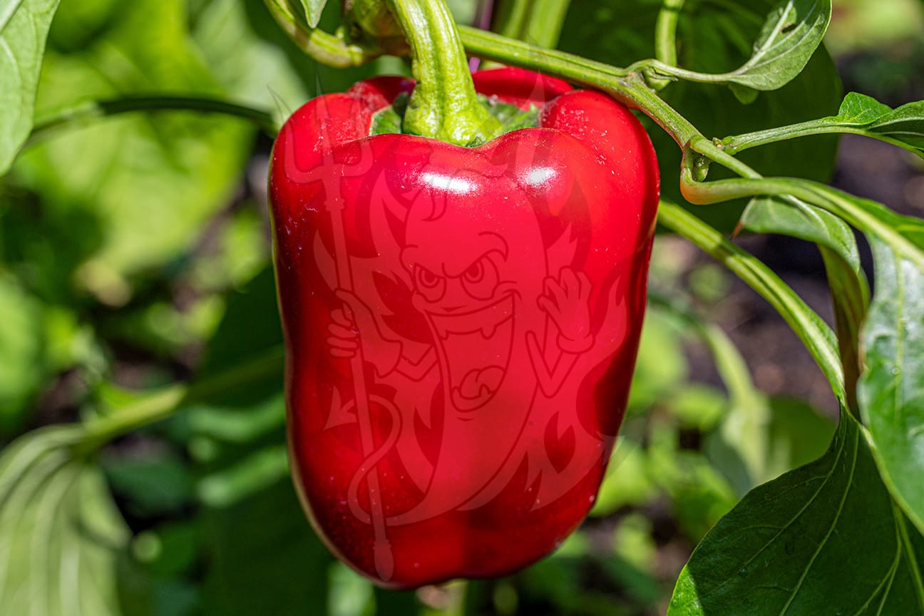 Сладкий перец King of the North