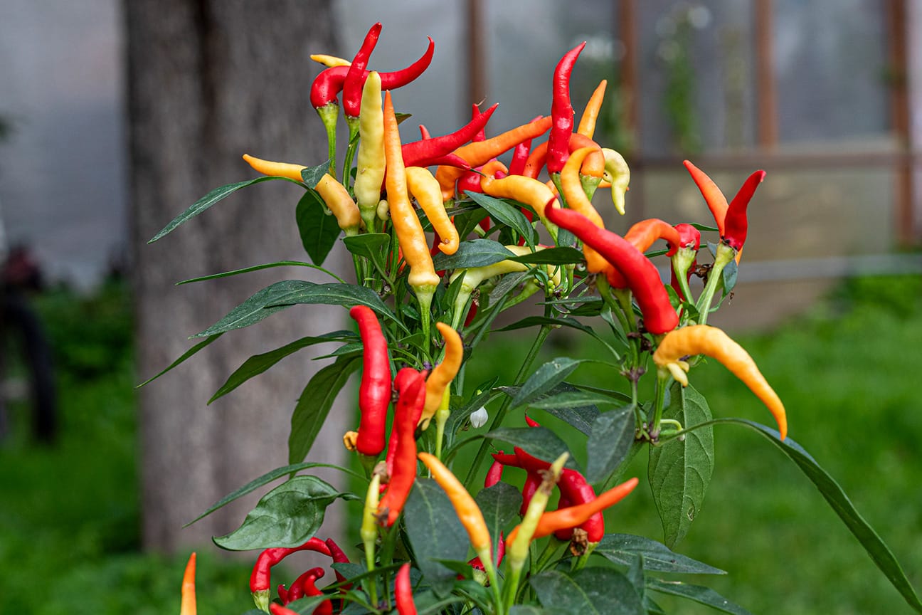 Декоративный острый перец Medusa