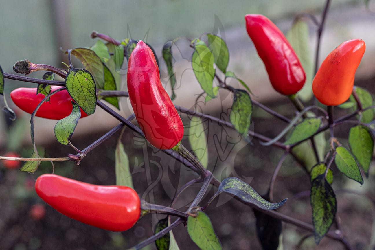 Декоративный острый перец Midnight Fire