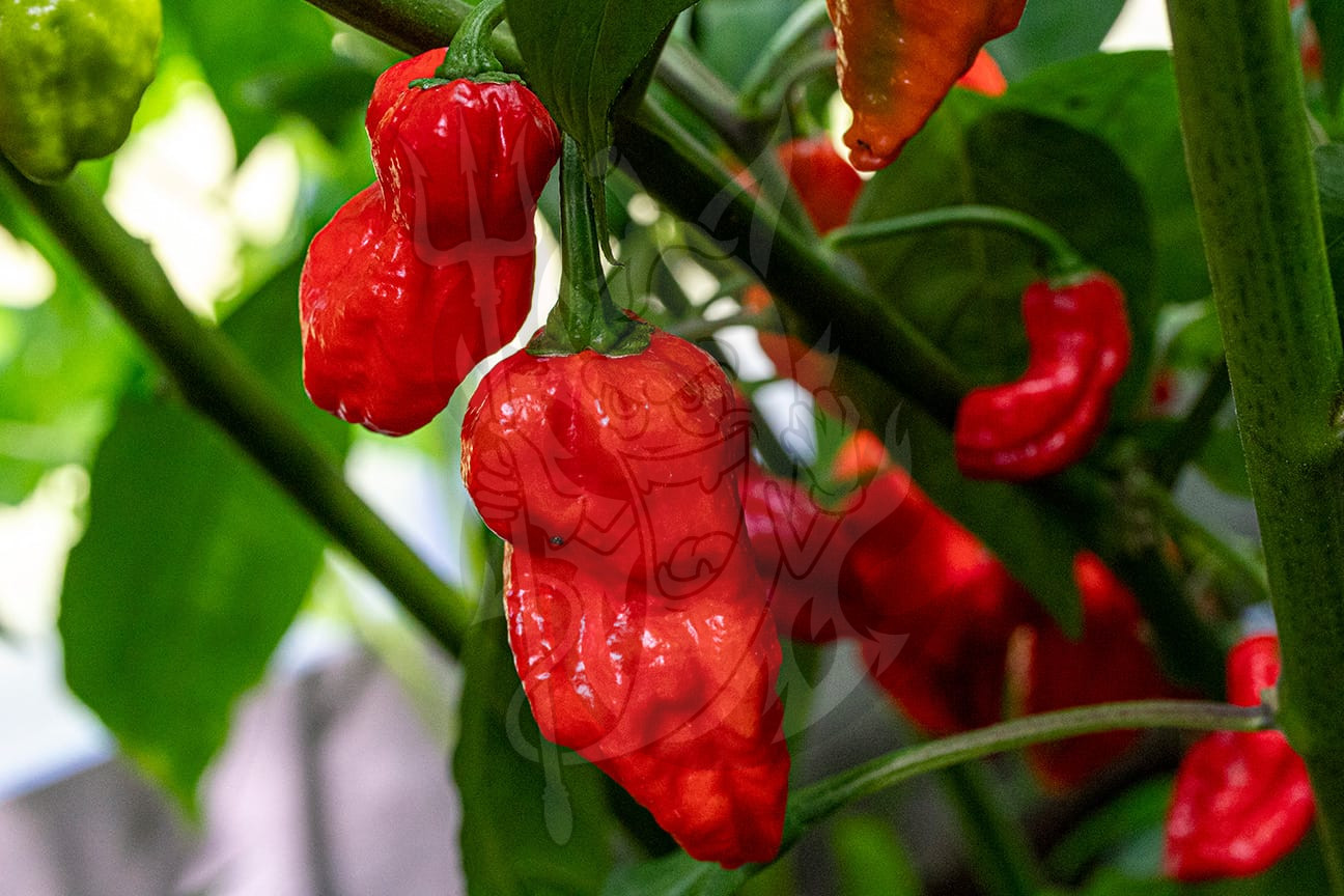 Острый перец Naga Morich