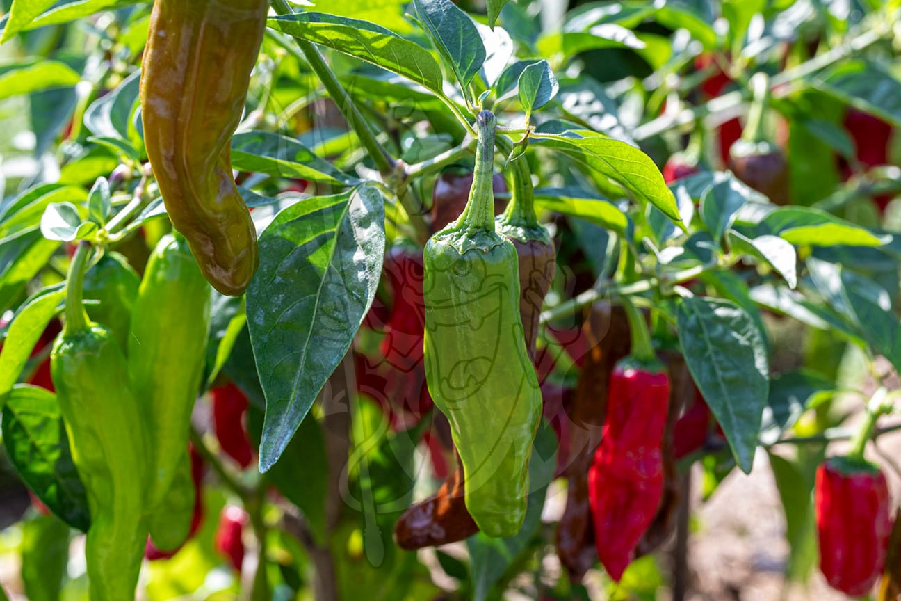 Острый перец Padron