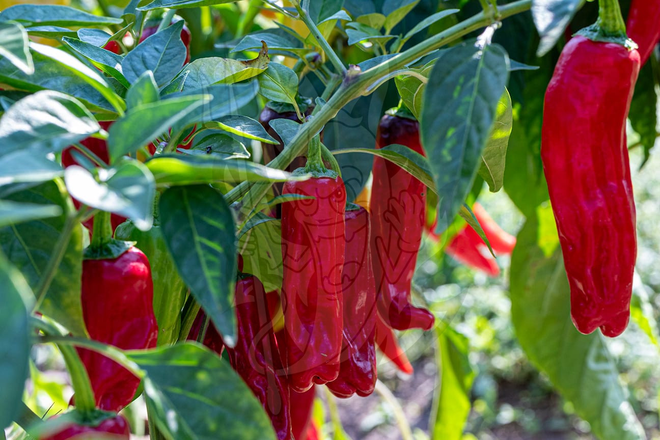 Острый перец Padron