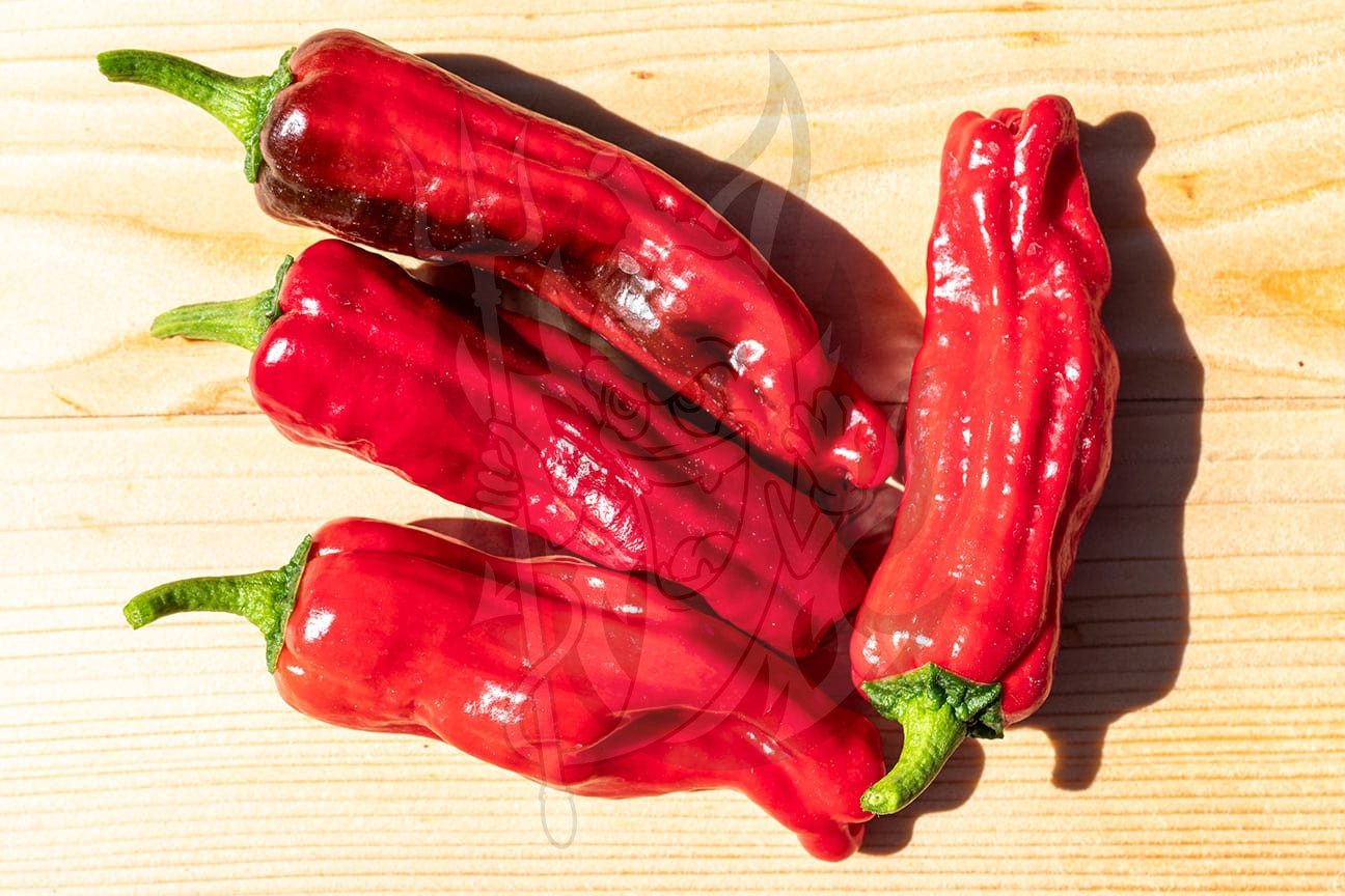 Плоды острого перца Padron