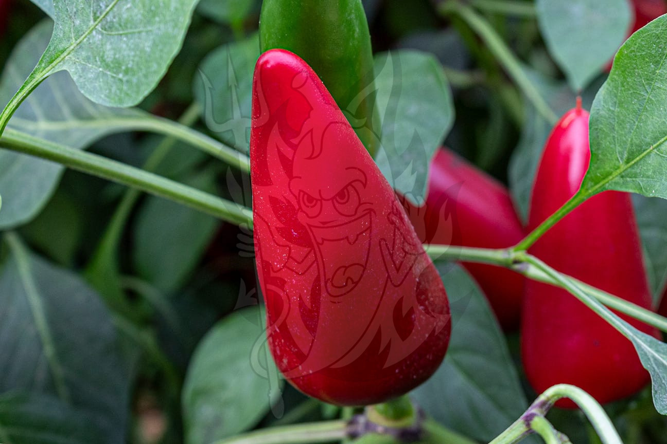 Острый перец Paprika Supreme