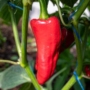 Piment d’Espelette