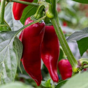 Piment d’Espelette