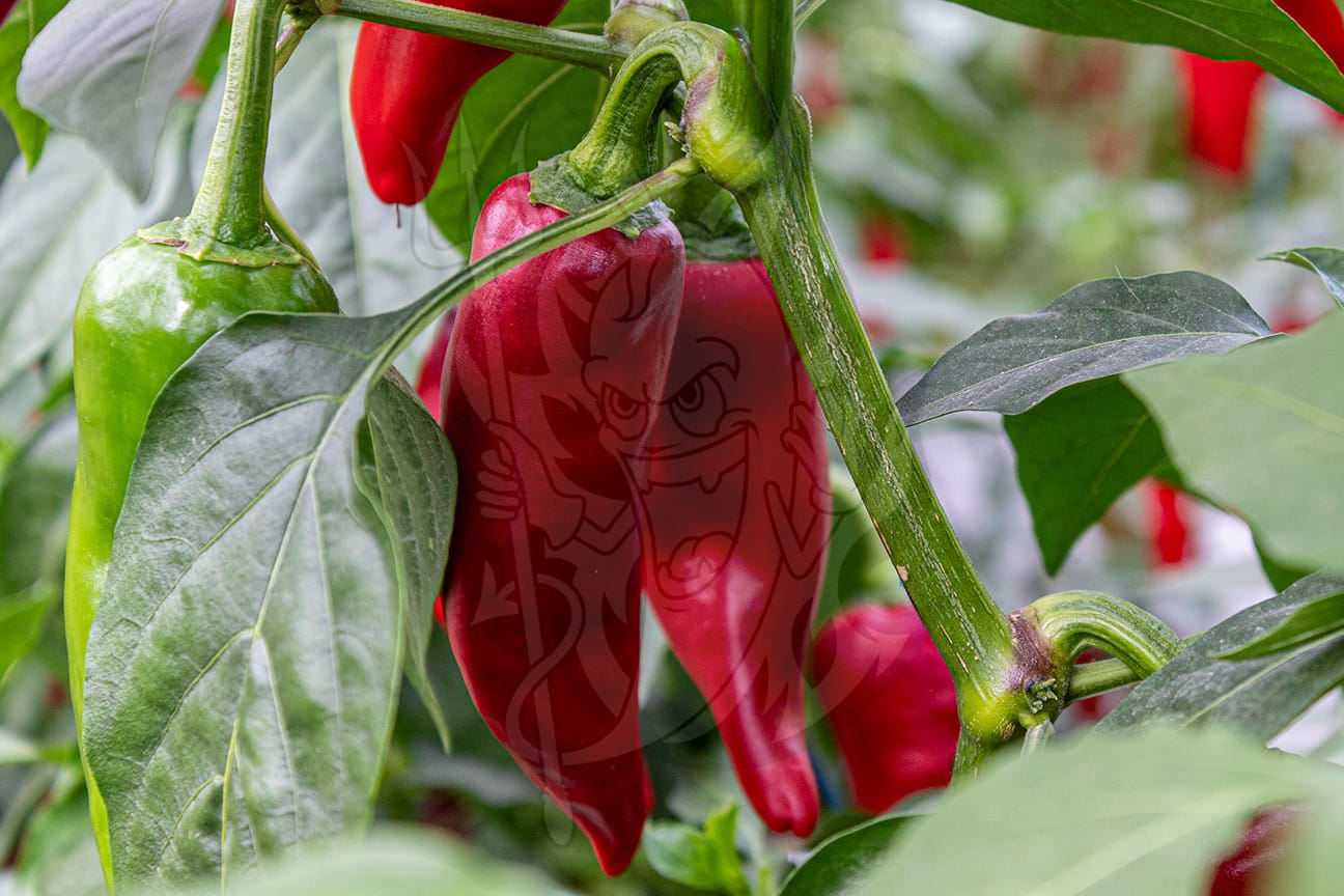 Плоды острого перца Piment d'Espelette