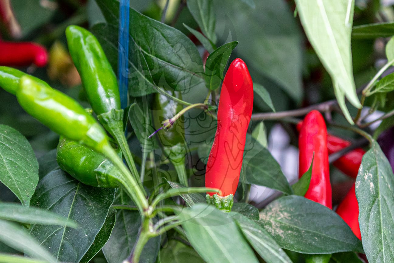 Острый перец Piquin