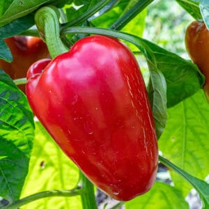 Подарок Молдовы