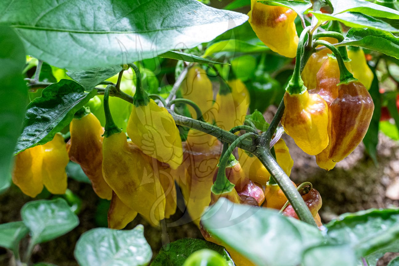 Острый перец Puerto Rican Yellow