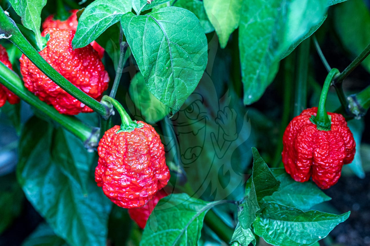 Острый перец Reaper Equis