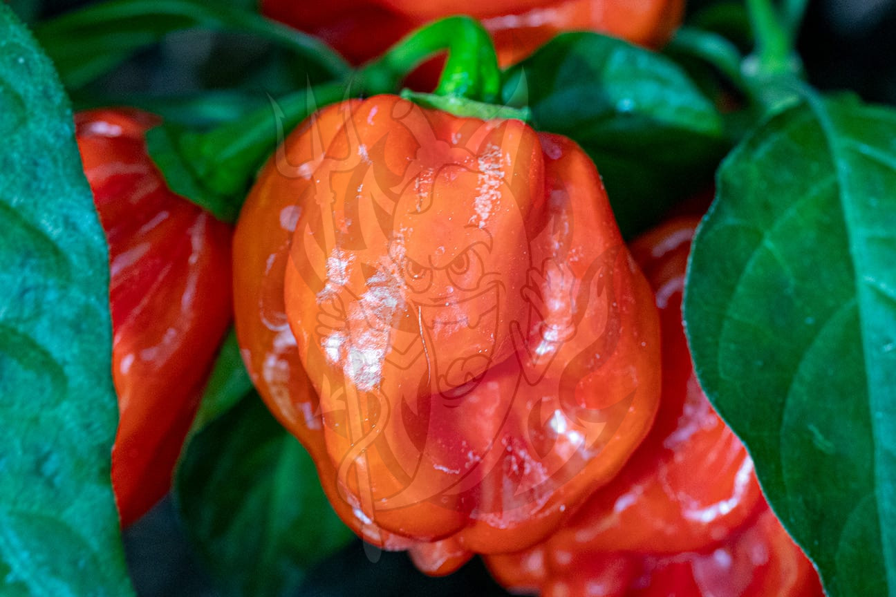 Острый перец Red Savina